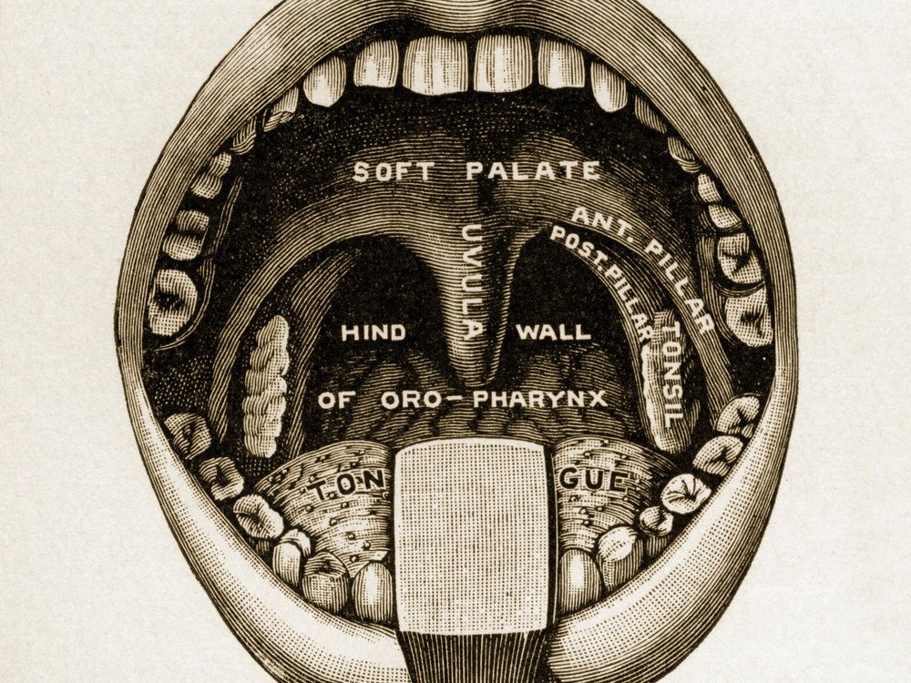 uvula