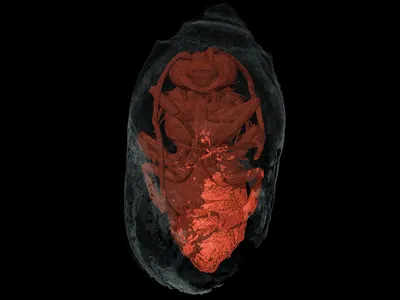 An X-ray microcomputed tomography scan of a male&nbsp;Eucera&nbsp;bee mummified inside a cocoon.