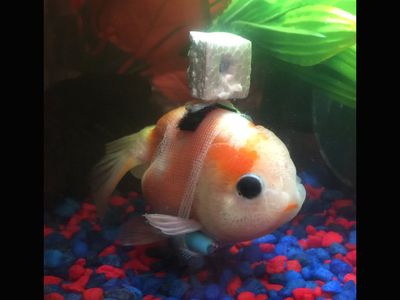 The goldfish in question, decked out in his customized wheelchair. 