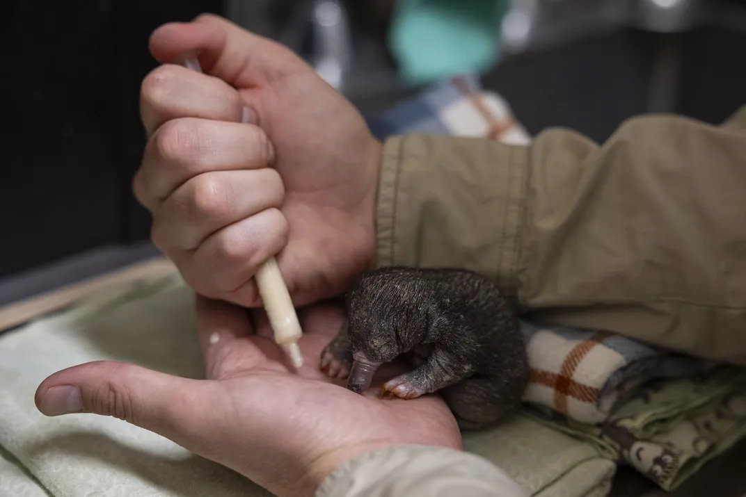 Two human hands with a small syringe about to feed a tiny brown animal