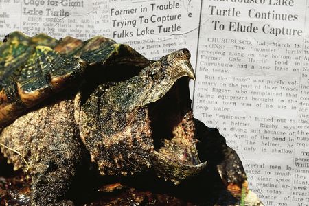 Some historians have suggested the giant turtle reported in 1948 was an alligator snapping turtle, pictured here. Other experts disagree with this theory.