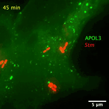 Gif Image: When Salmonella (red) invades a cell, APOL3 (green) gloms on to the bacterium’s surface and breaks it apart. 