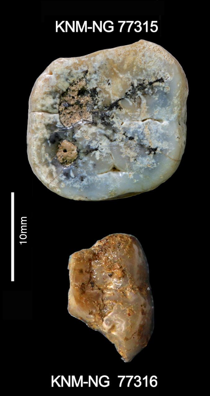 Paranthropus Molars