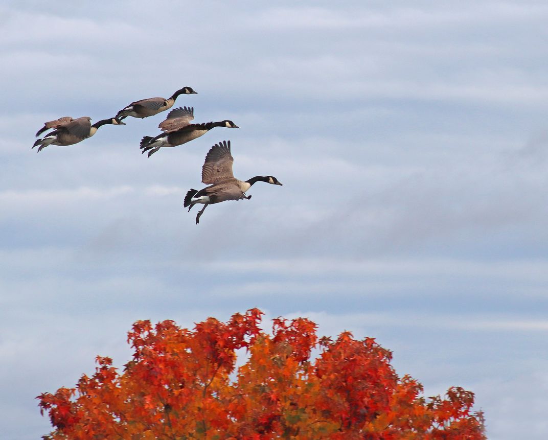 Canada Geese above an American Sweetgum tree. | Smithsonian Photo ...