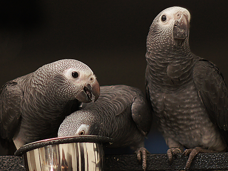 Parrots Will Share Currency to Help Their Pals Purchase Food | Science|  Smithsonian Magazine