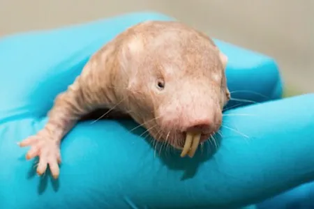 All living organisms have a two-piece structures inside their cells called ribosomes that make proteins—except naked mole rats’ ribosomes, which was just found to have three pieces.