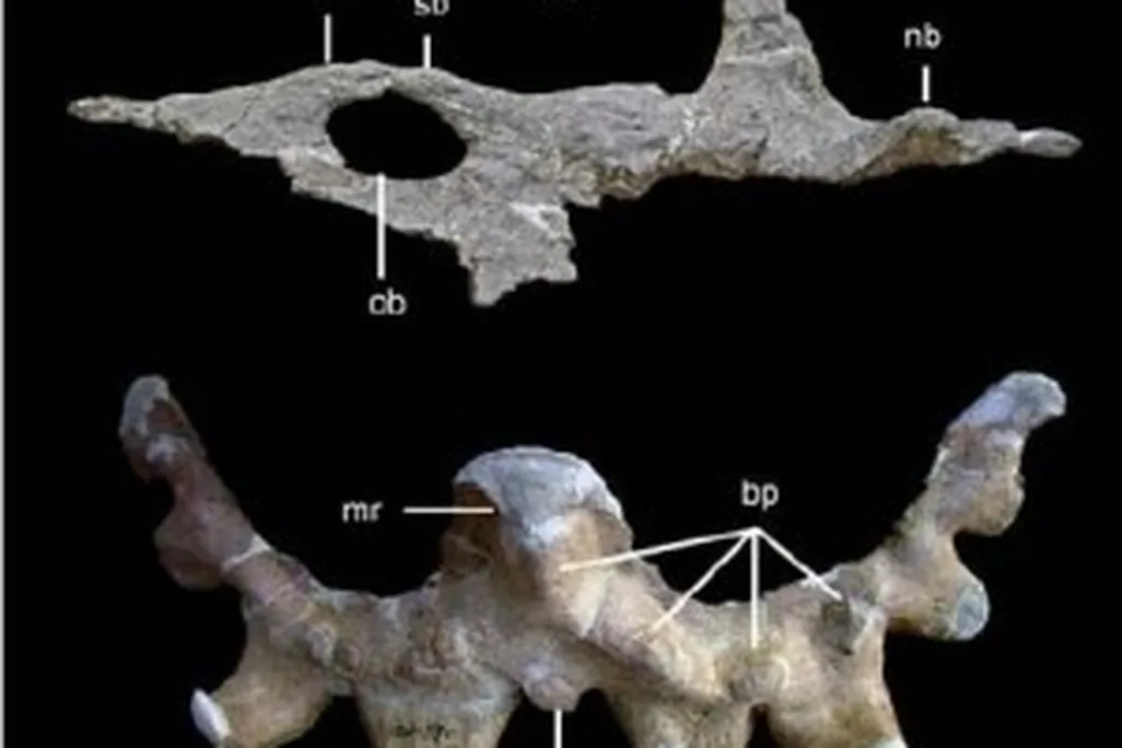 20110520083237Sinoceratops-skull-300x269.jpg