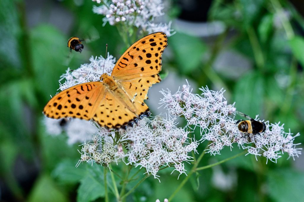 A butterfly and two bees gather pollen from flowers