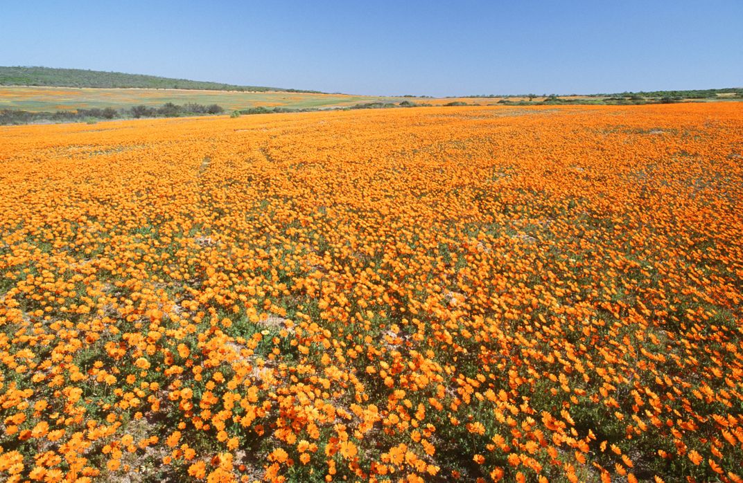 Namaqualand daisies