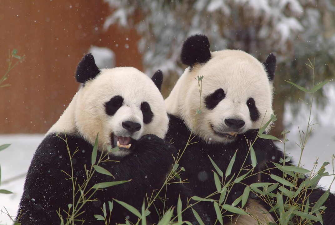 Smithsonian's Giant Pandas Will Continue to Cavort for Three More Years |  At the Smithsonian| Smithsonian Magazine