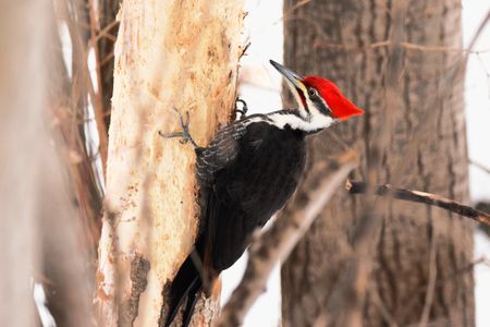 A woodpecker prepares to smash its beak against a tree.&nbsp;