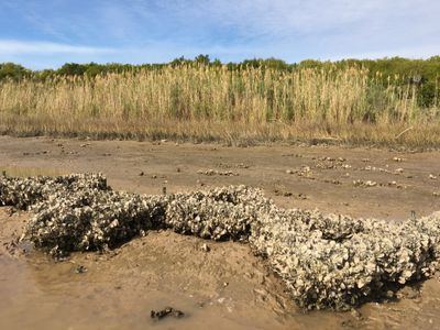 An oyster-dominated anti-erosion structure in Texas