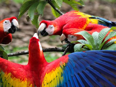 Scarlet macaws are native to the tropics. So how'd they end up in New Mexico?