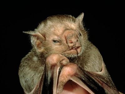 A common vampire bat (Desmodus rotundus) isn't as scary as its name might suggest. 