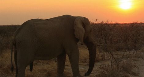 A male elephant at Etosha National Park in Namibia