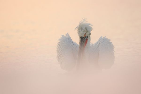 The image was taken from a fisherman's boat during a foggy sunset.