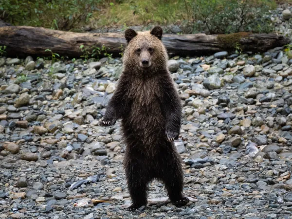A Grizzly Bear cub stands up tall thumbnail