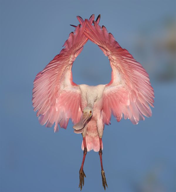 Roseate Spoonbill Landing thumbnail