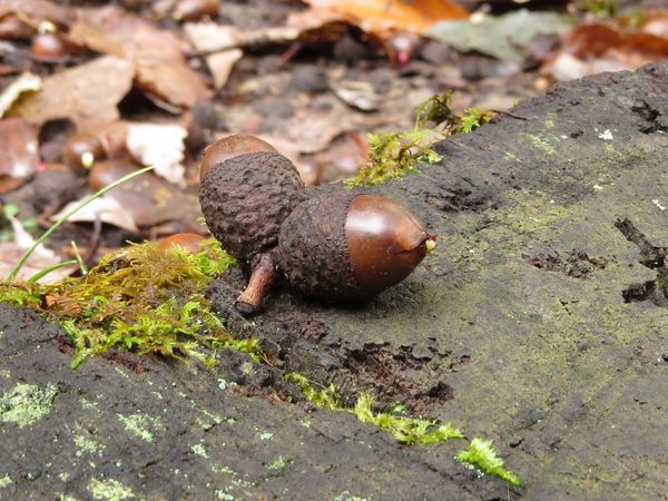 A fallen acorn along scenic pathway thumbnail
