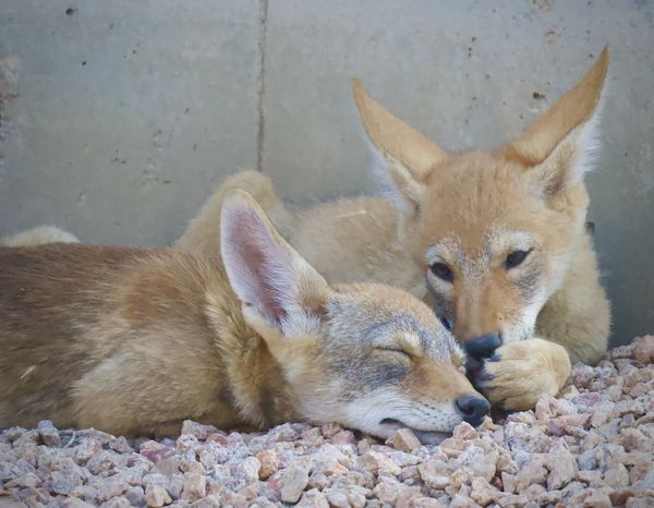 Two Coyote Pup Siblings Appear to Be Sharing a Secret thumbnail