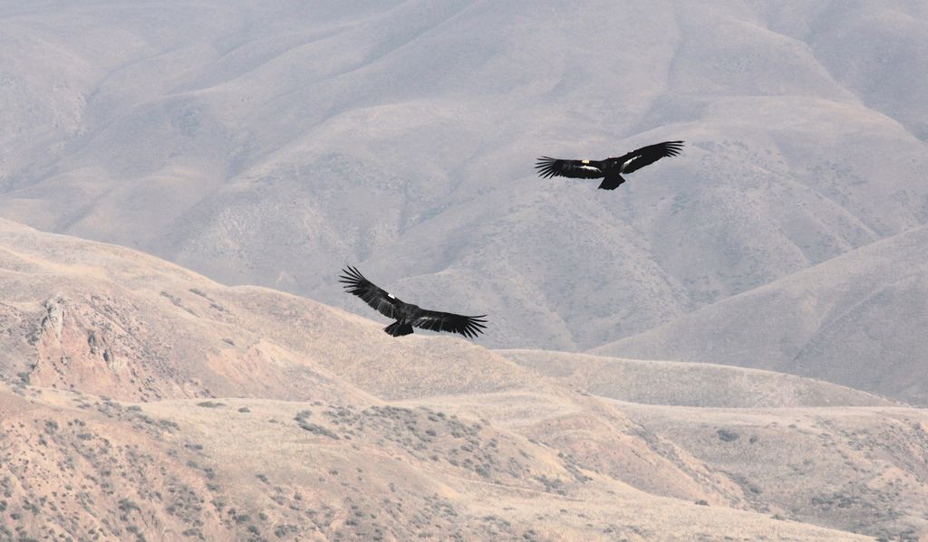 Two California condors flying