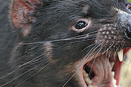 The species could self-destruct because of its biting behavior.