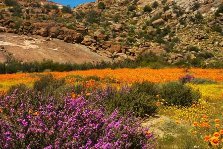 Desert Bloom in Namaqualand, South Africa