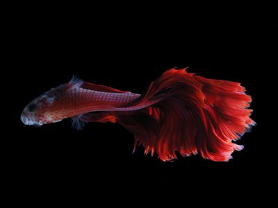 There are good reasons why you won't see a Siamese fighting fish swimming this way in the wild.