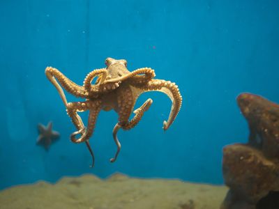 Here an octopus—not Heidi—swims in a tank.