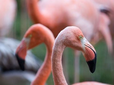 There's more to a flamingo than its bright pink feathers.
