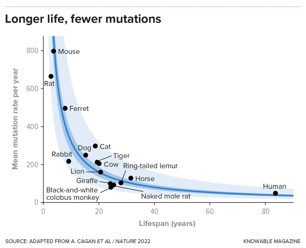 Lifespan and Mutations