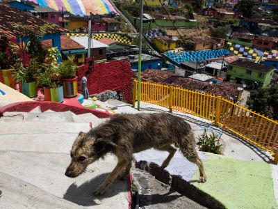 A dog walks through a favela in Recife, Brazil. Many such poor urban areas in the country are hotbeds for visceral leishmaniasis.