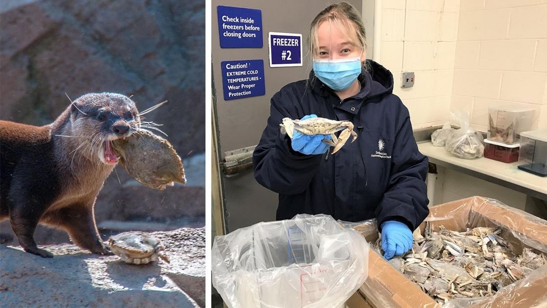 An Asian small-clawed otter with a crab in its mouth (left) and an animal keeper holding up a crab and standing next to a box full of crabs (right)