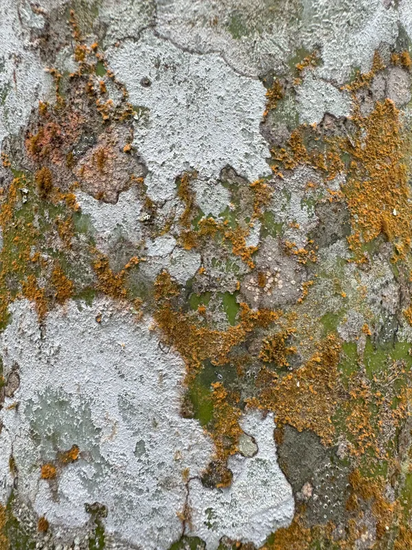 Tree Trunk thumbnail