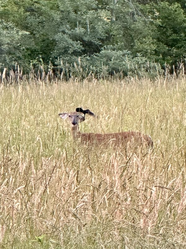 Fascinator: The Style of Trust, Tolerance, and Co-existence thumbnail