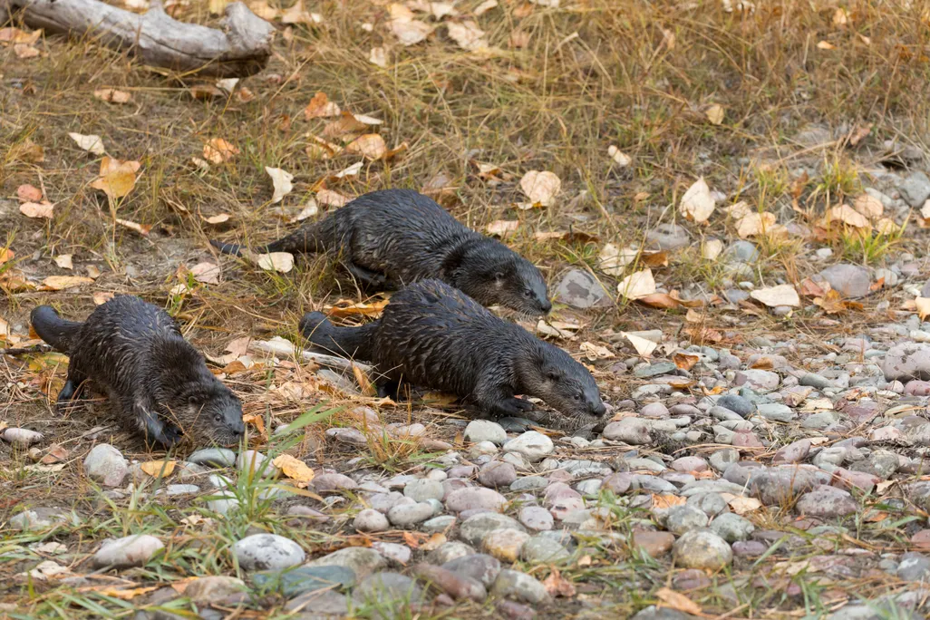 Three river otters