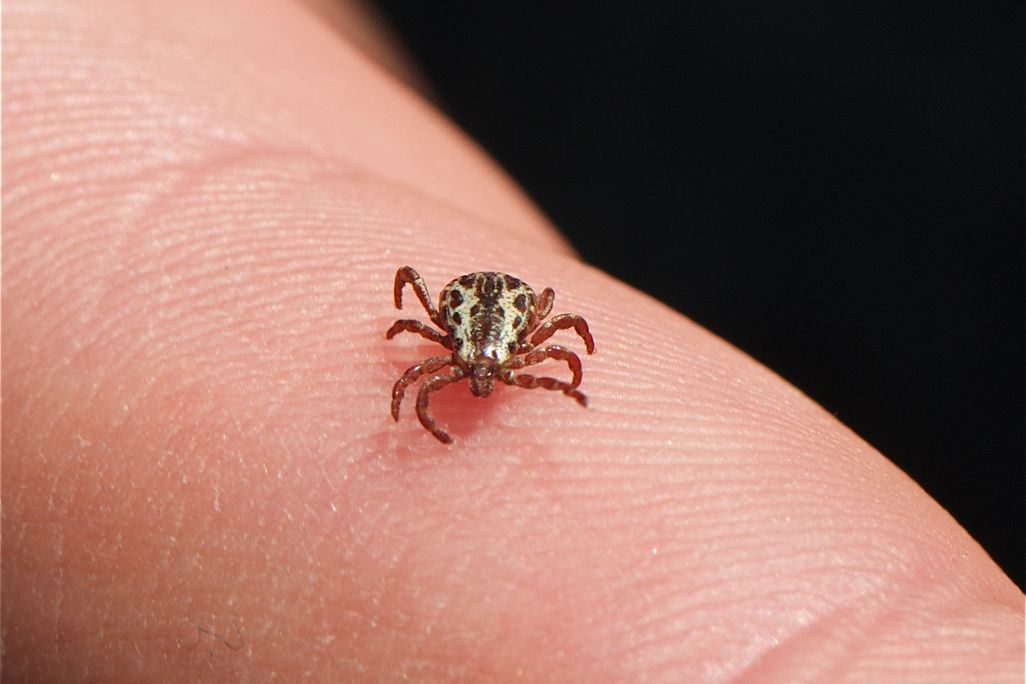 American dog tick