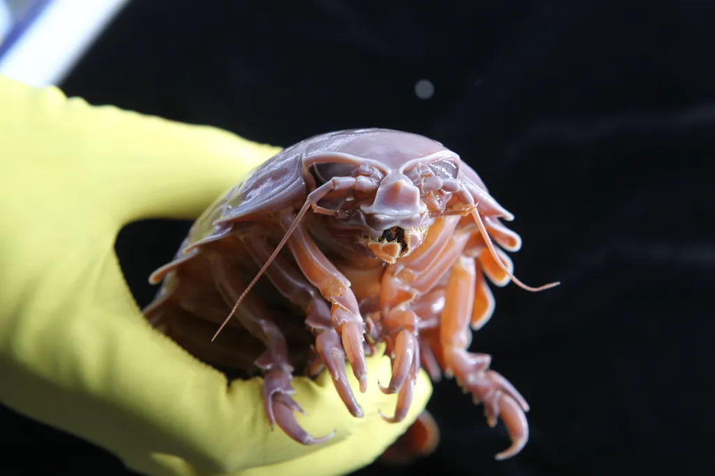 gloved hand holding an isopod
