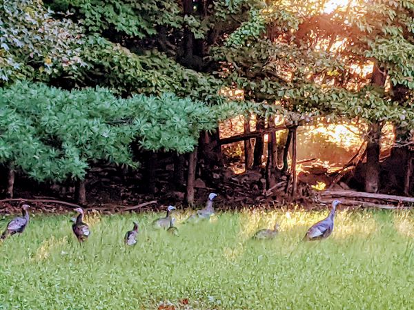 Turkeys Walk at Sunset thumbnail