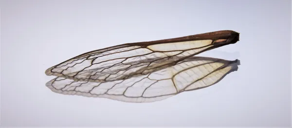 Cicada wing on mirror thumbnail