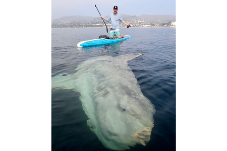 In the video, Wheaton, a veterinarian, and his board appear tiny compared to the colossal bony fish. While the sunfish's dimensions are unknown, when comparing it to Wheaton's 14 foot-long board, the sunfish may have been anywhere between nine to ten feet long. (Pictured: Matt Wheaton)