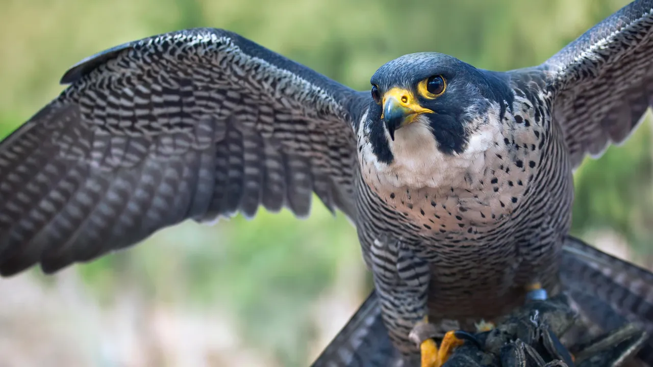 Types Of Peregrine Falcons