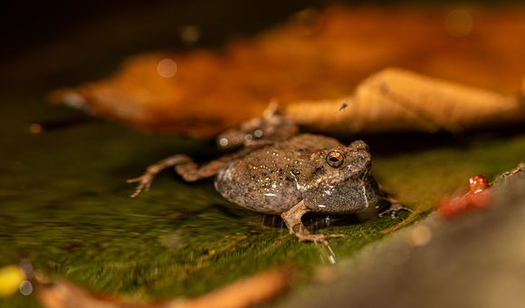 Adult Túngara frog