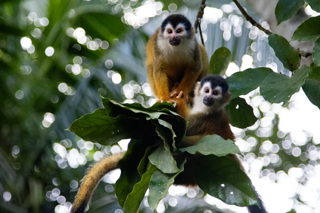 A pair of squirrel monkeys