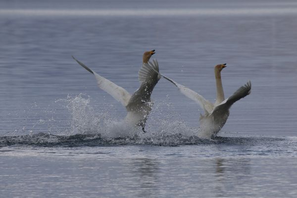 Mating display of Whooper Swans thumbnail