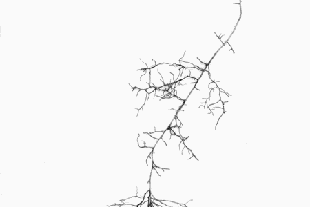 Scanned roots of a white ash (Fraxinus americana) from the Big Woods Plot, Michigan.