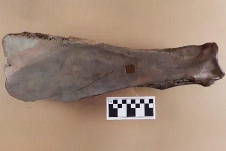 Researchers unearthed this bison-bone hoe in Manitoba, Canada.