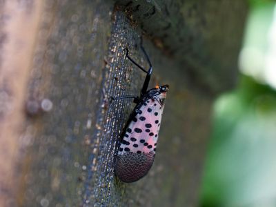 The first infestation of spotted lanternflies in the U.S. was found in Berks County, Pennsylvania in 2014. 