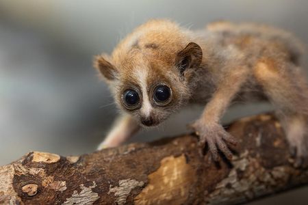 20240417-817A9651-07RP-pygmy-slow-loris-teaser.jpg