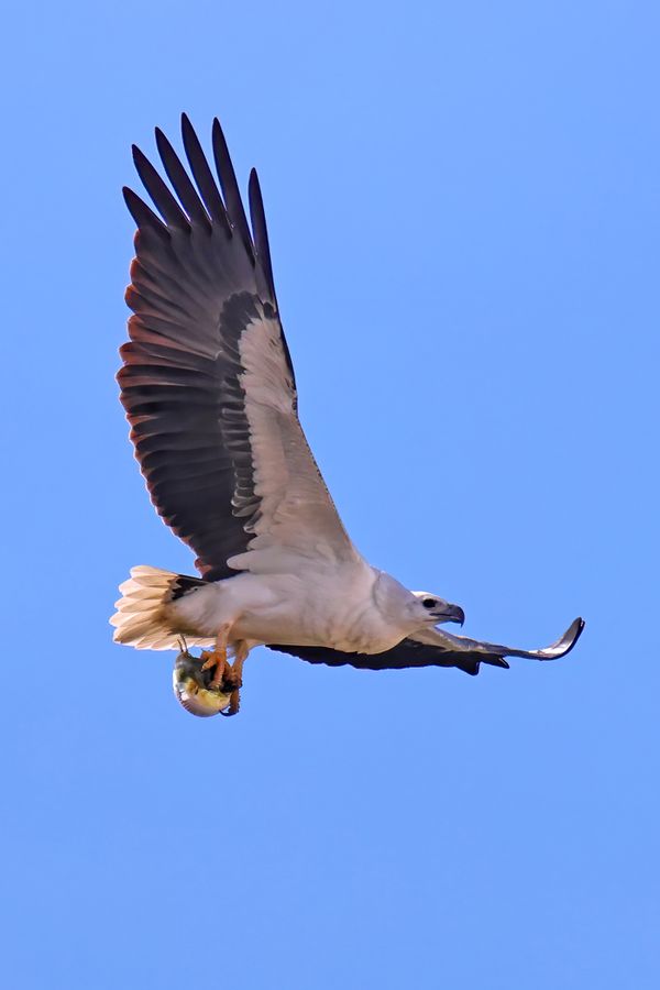 White-bellied Sea Eagle with a puffer fish thumbnail